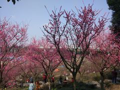 -秀丽东方