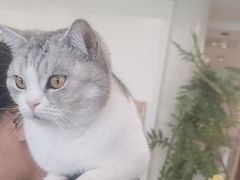 -共舞时光猫咖·狗咖(新街口店)