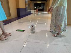 -帕帕拉兹宠物(亚洲旗舰店)