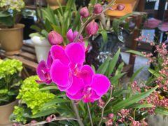 -溪岸路花鸟市场