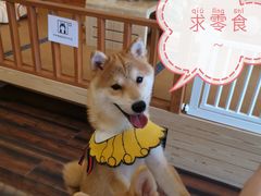 -豆柴町-柴犬主题狗咖(红鼎国际C座店)
