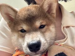 -逗柴咖啡屋·狗咖猫咖宠物桌游