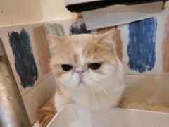 -滚猫咖啡·猫咖·猫友好撸猫(未来城店)