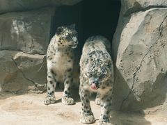 -青藏高原野生动物园