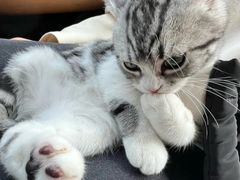 -lincat·猫舍(广州店)