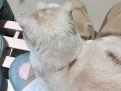 -藏猫猫咖啡主题馆(中央大道店)