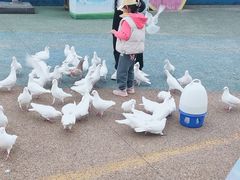 -烟台海昌鲸鲨海洋公园