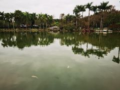 -金花茶公园