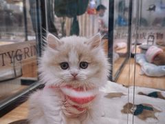 -袖虎·猫馆(体育西路店)