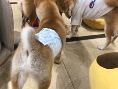 -逗柴咖啡屋·狗咖猫咖宠物桌游