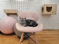 -momokira米努特·德文卷毛猫·棉花面纱犬