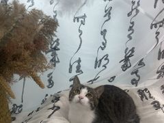 -爱洗澡的猫(望京店)
