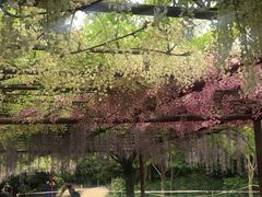 -嘉定紫藤园
