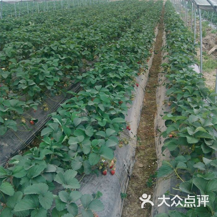 黄龙溪草莓基地图片