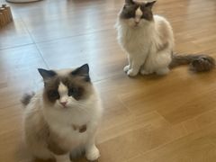 -唐小姐の私宠·宠物洗护美容·撸猫馆·购宠(周浦万达旗舰店)