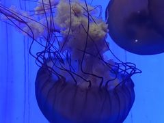 -上海海洋水族馆