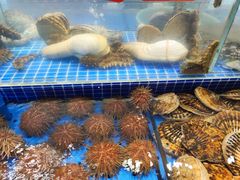 水产区-鲜得莱渔港·小平岛海胆馆(七贤岭店)