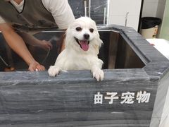 -柚子宠物(伊珊娜调理店)
