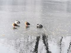 -后海公园
