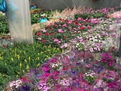 -龙大花卉苗木市场