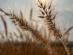 -中国天府农业博览园