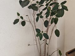 -五代同糖·甜品糖水店(河下古镇店)