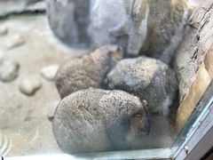 -上海野生动物园
