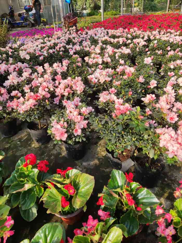 上海华新花卉苗木基地-"跟着导航定位走,里面免费停车,没有那么难.