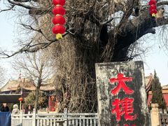-大槐树寻根祭祖园