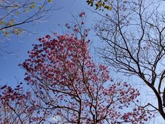 -天适樱花悠乐园