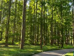 -黄海国家森林公园