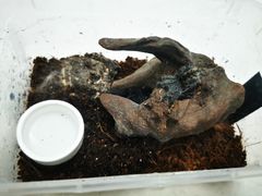 -酷以爬仙阁实体爬宠店·守宫·蜥蜴·专业繁育