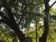 -千年银杏谷文化旅游区