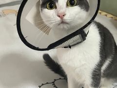 -米苏动物医院·犬猫专科·骨科外科内窥镜