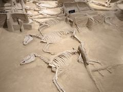 -洛阳周王城天子驾六博物馆