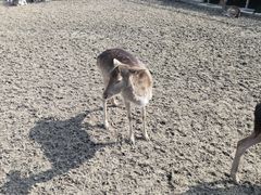-苏州太湖西山岛开心农场