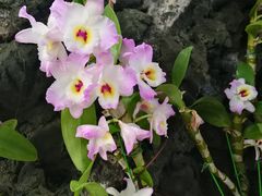 -北京植物园-展览温室