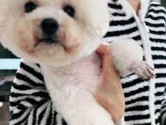 -佳雯宠物医院·皮肤科·内外科(春晓路分院)