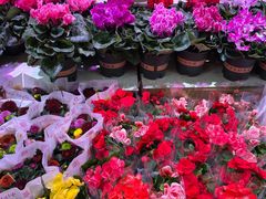 -大自然花鸟鱼虫市场