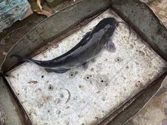 -姥家大锅台水库渔家