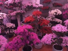-长春青怡坊鲜花批发(青怡坊花鸟市场店)