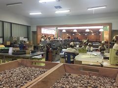 -巴厘岛黄金金兔咖啡工厂