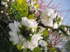 -南汇桃花村
