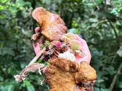 -西双版纳原始森林公园