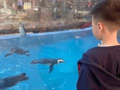 -帝企鹅自助餐厅•儿童岛•真企鹅(长隆企鹅酒店)