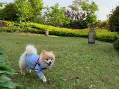 -上海崇明金茂凯悦酒店