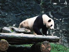 -都江堰中华大熊猫苑