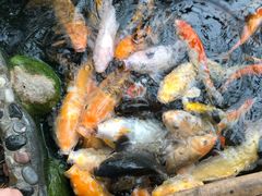 -上海大自然野生昆虫馆(东方明珠·爬宠昆虫探索中心)