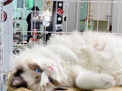 -iF摄影•全家福•证件照•形象照(南山店)