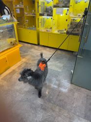 -神奇动物撸宠馆·羊驼·小浣熊·异宠(豫园店)